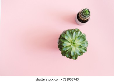 Cactus and succulent flowers on pink background. Flat lay, top view minimal concept.