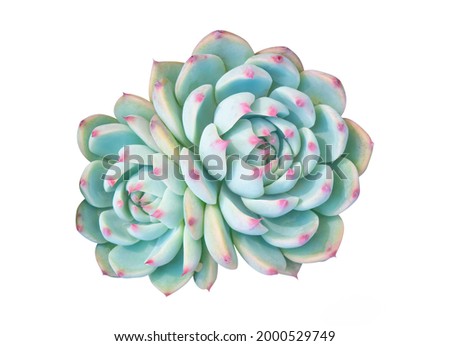 Cactus succulent leaves foliage plants texture with beautiful pattern floral arrangement nature backdrop texture isolated on white background, desert plants blooming in beautiful pattern, top view
