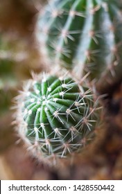 Cactus. Succulent plant. Cactus's spines (thorns, prickles). Close-up.