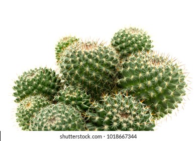 Cactus is the succulent plant with many different shapes, colors, variegated and beautiful flowers. It changes its leaves to be spine or feather to protect it from  heat of sun in its desert habitat.