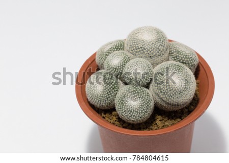 Cactus is the succulent plant with many different shapes, colors, variegated and beautiful flowers. Its native is in desert. People grow cactus for decorate in their garden, glasshouse or greenhouse