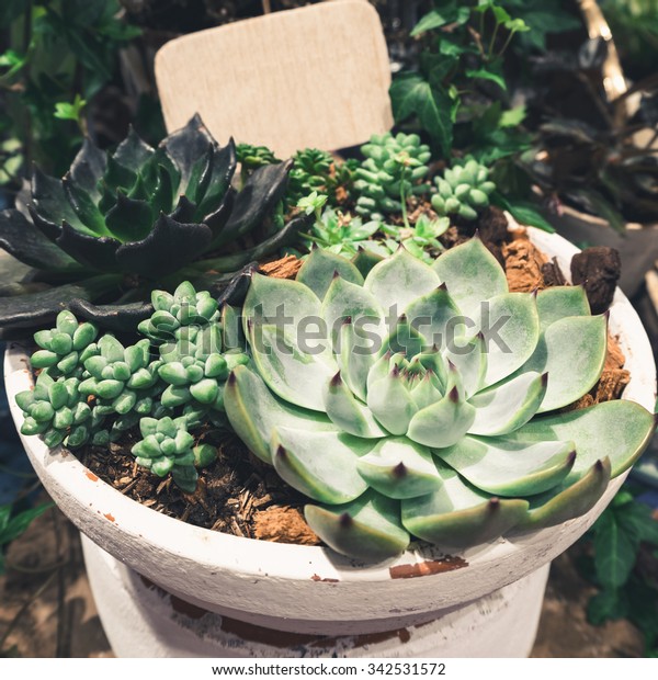 Cactus Succulent Plants Arrangement Bowl Hipster Stock Photo Edit