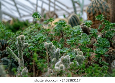 Cactus and succulent plants at the conservatory - Powered by Shutterstock