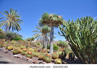Cactus and succulents botanical garden on Fuerteventura island, Canaries - Shutterstock ID 2261431143