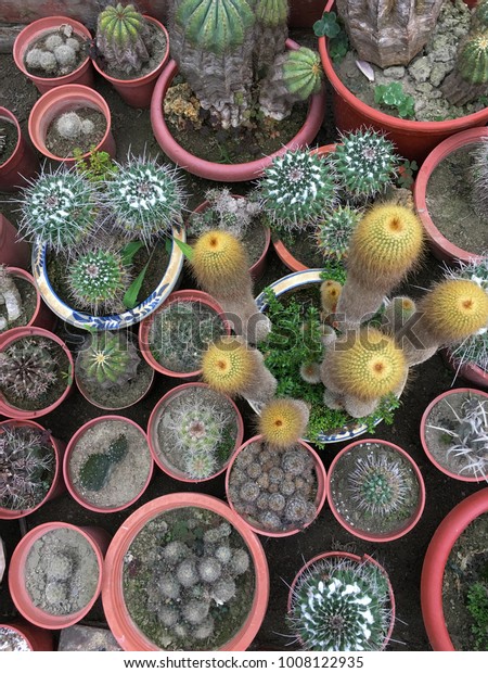 Cactus Succulents Plastic Pot Tree Market Royalty Free Stock Image