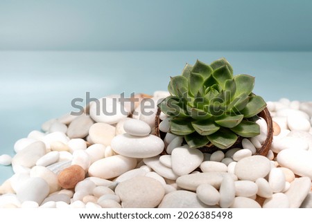 Cactus Suculent plant in pot of coconut shell against blue background with sea pebbles and copy space. Houseplants in home gardening, seaside style arrangement. Close-up of small succulent plant