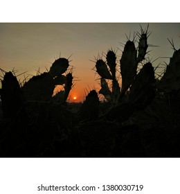 cactus in sunlight 