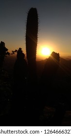 Cactus at sunset