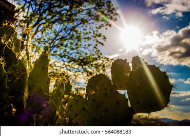 Cactus In Sunset