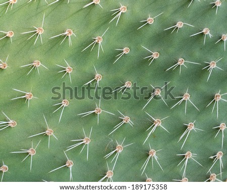 cactus surface