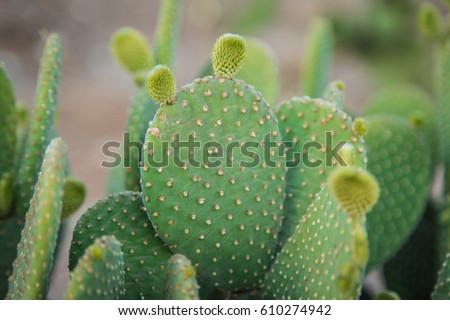 Cactus texture background. Cactus in the desert