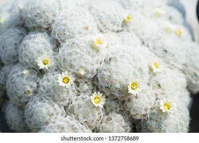 Cactus texture background.- Image