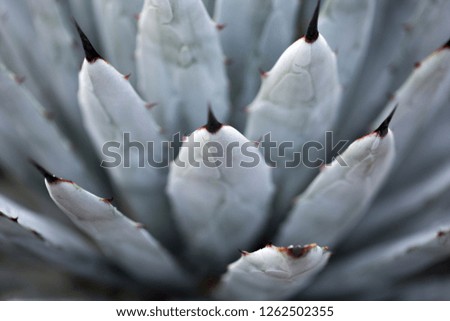 Cactus Texture Close Ups