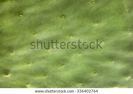 Cactus texture closeup