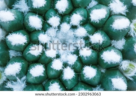 cactus texture macro,Close-up view of green cactus as background (surface top view)