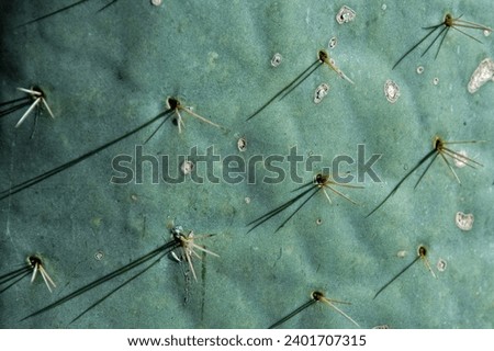 Cactus thorn macro detail close up