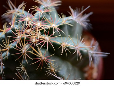 Cactus thorns