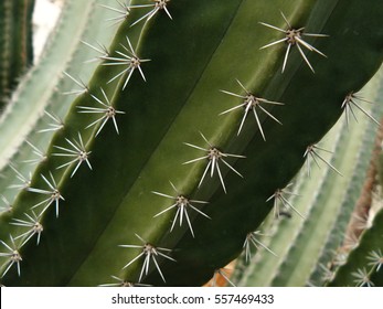 Cactus thorns close up, green natural background