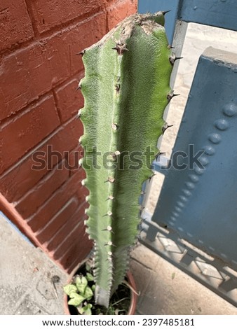 Cactus thorny plant stock photo