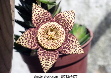 24 Stapelia tiger Images, Stock Photos & Vectors | Shutterstock