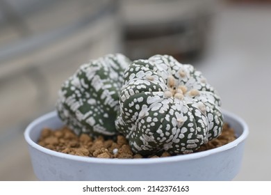 Cactus in a tiny pot.
