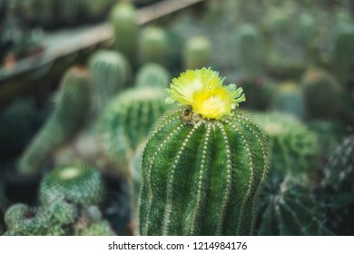 cactus tree closeup 