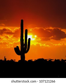 Cactus Tree During Sunset