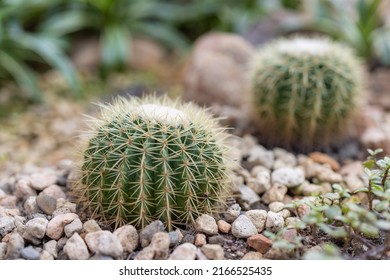 Cactus Tree In Green House