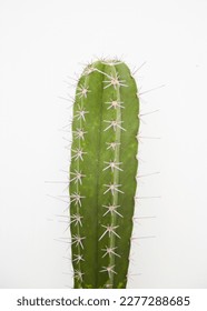 cactus tree green leaf background
garden decoration coffee shop decoration