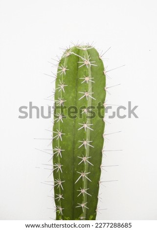 cactus tree green leaf background
garden decoration coffee shop decoration