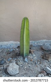 cactus tree next to the wall