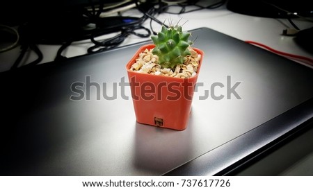 Cactus, tree on the thinkpad, computer. Nature in the office. Orange vase.