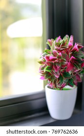 The cactus tree is placed on the window sill.