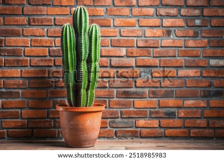cactus tree planted in a red pot with a very cool red brick background