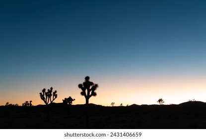 Cactus Trees (Yucca Brevifolia) Silhouette, Multi Colored Sunset Sky Landscape.  Scenic Sunset View Joshua Tree National Park, Mojave Desert California USA - Powered by Shutterstock