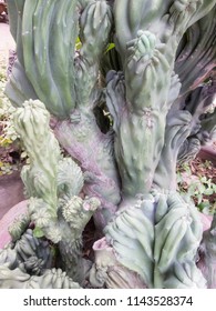 Cactus With Ugly Embossed Patterns.