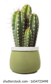  cactus in a vase isolated on white background 