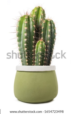  cactus in a vase isolated on white background 