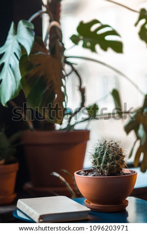 cactus in the vase on table with book.