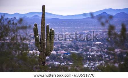 Cactus with a view of the city