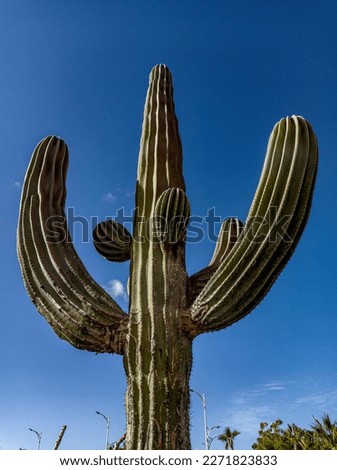 an cactus whit blusky background