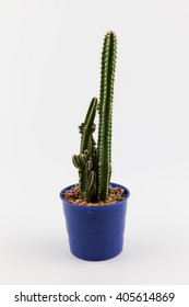 cactus with white background