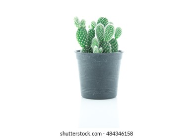 Cactus White Background