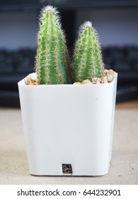 Cactus in a white pot , elevation view