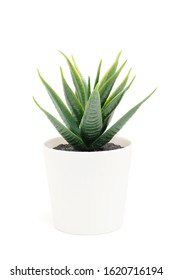 Cactus in white pot isolated on white background with clipping path