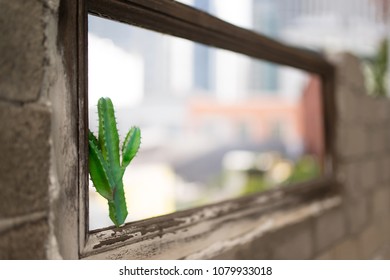 Cactus and window
