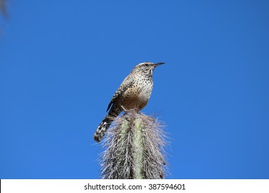 Cactus Wren