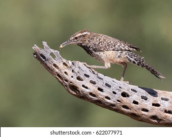 Cactus Wren