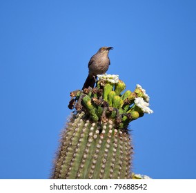 Cactus Wren