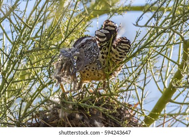 Cactus Wren Building A Nest In Phoenix Mountain Preserve